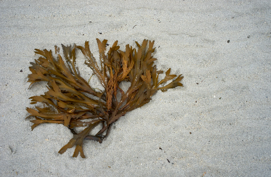 海里的蔬菜；棕色海藻又名海蕴