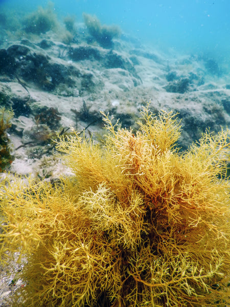 棕色海藻对你有什么作用？如何将其纳入您的饮食中？